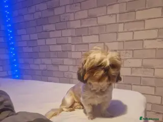 Shih Tzu dogs Poppy female - Advert 6