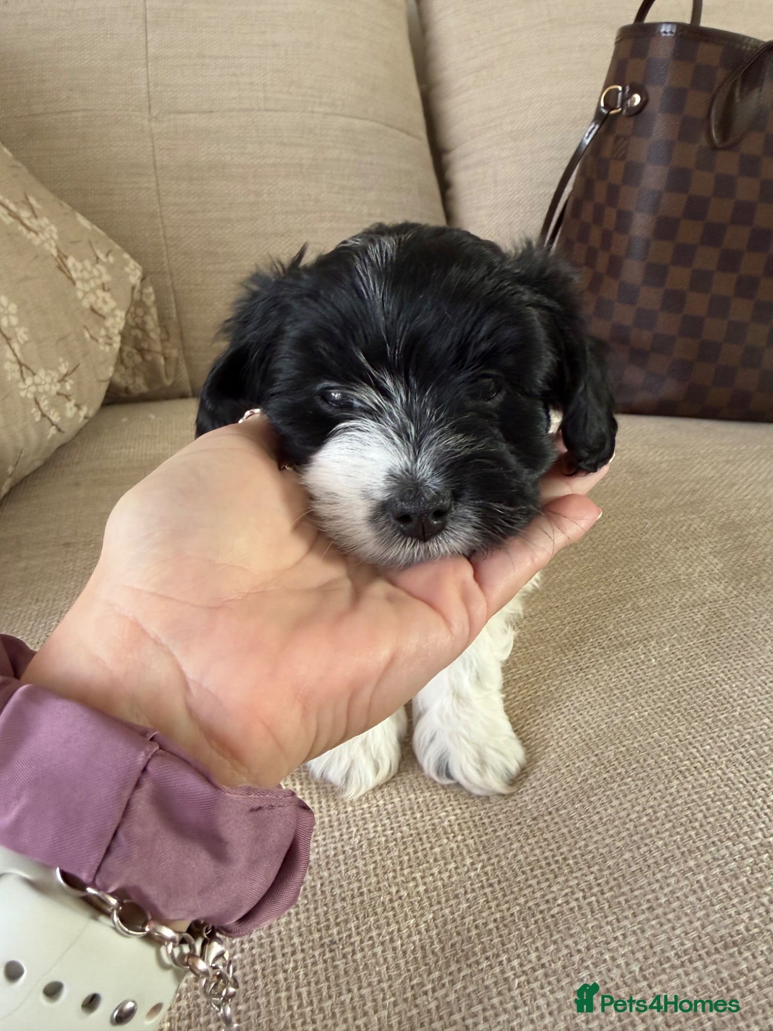 Maltipoo dogs 1 girl left! Beautiful Litter of Four Puppies - Advert 2