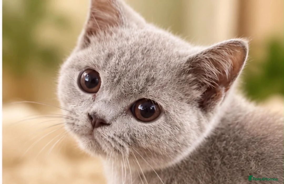 Brazilian Shorthair cats for sale: 💙💙💙💙Lilac & Blue Kittens 💙💙💙💙 - Advert 2