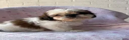 Shih Tzu dogs for sale: 🐶 Beautiful Shih Tzu Puppies for Sale 🐶 - Advert 12