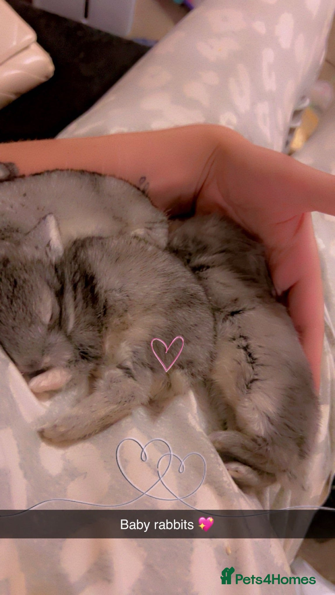 Mixed Breed rabbits Baby bunnies  - Advert 18