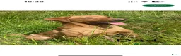 Labrador Retriever dogs for sale: * KC Reg Health Tested Puppies *  - Advert 31