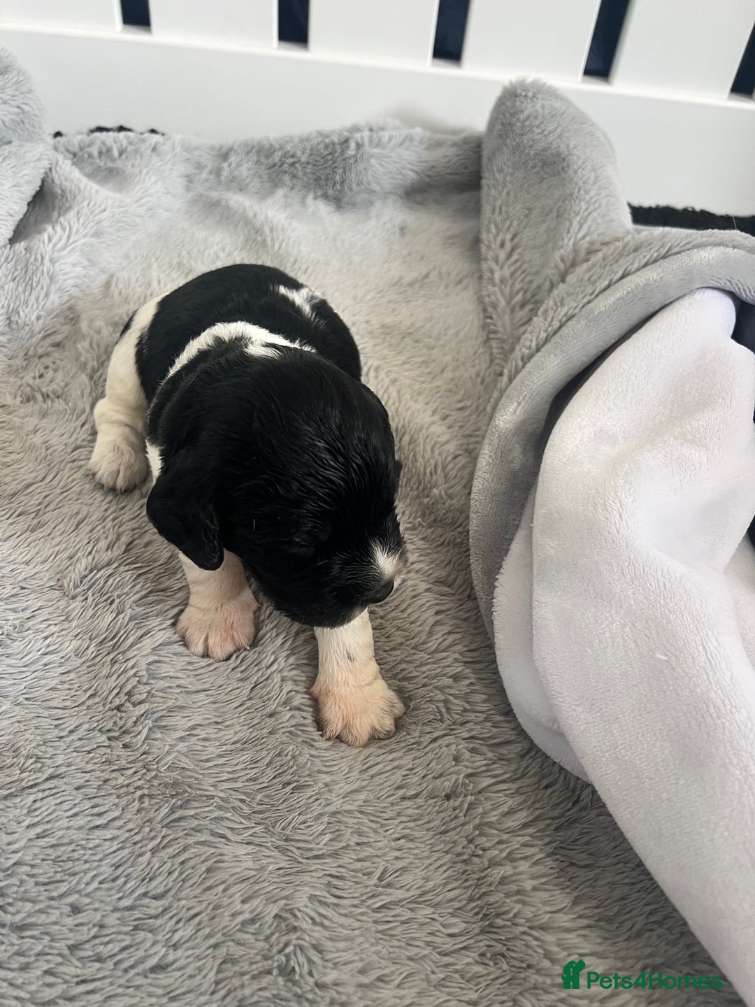 Sprocker dogs for sale: Sprocker Spaniel Puppies - Image 28