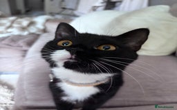 Mixed Breed cats for sale: Two older kitten look for homes - Image 3