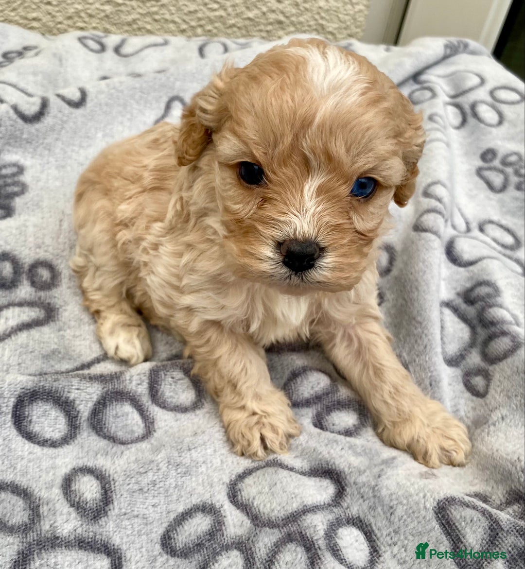 Cavapoo dogs for sale: Extensively Health tested F1 Toy Cavapoo puppies - Advert 3