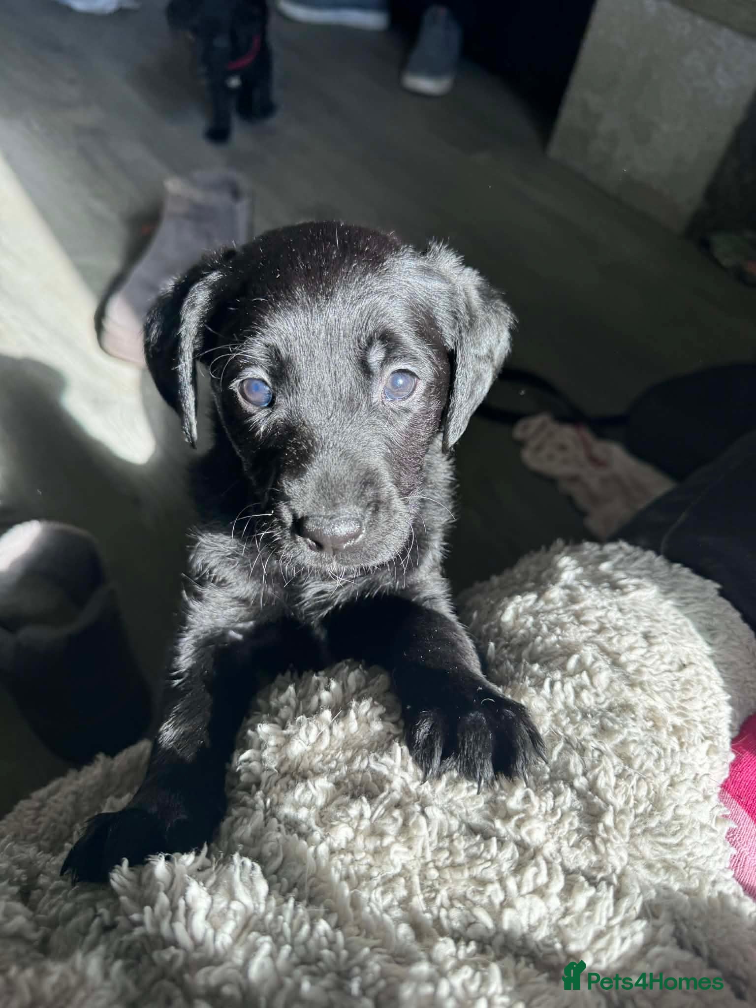 Labrador Retriever dogs Labrador pups for sale - Advert 4