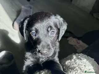 Labrador Retriever dogs Labrador pups for sale - Advert 4