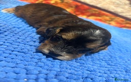 Cockapoo dogs for sale: Cute Cockapoo puppies (licensed breeder)  - Image 4