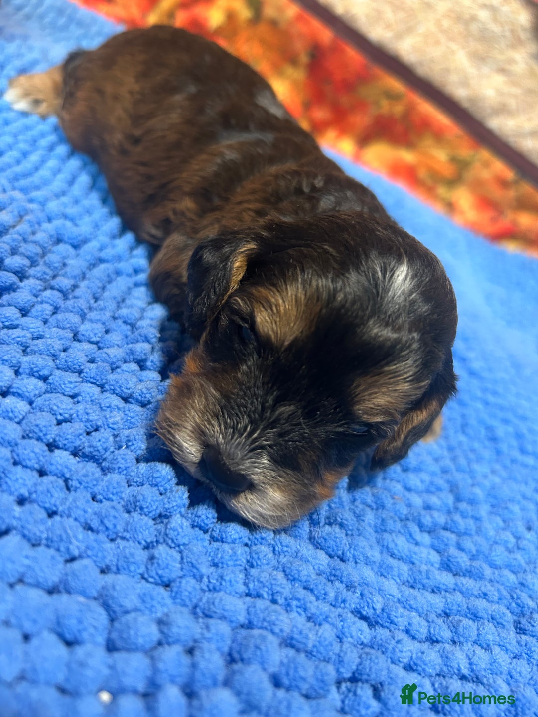 Cockapoo dogs for sale: Cute Cockapoo puppies (licensed breeder)  - Image 4