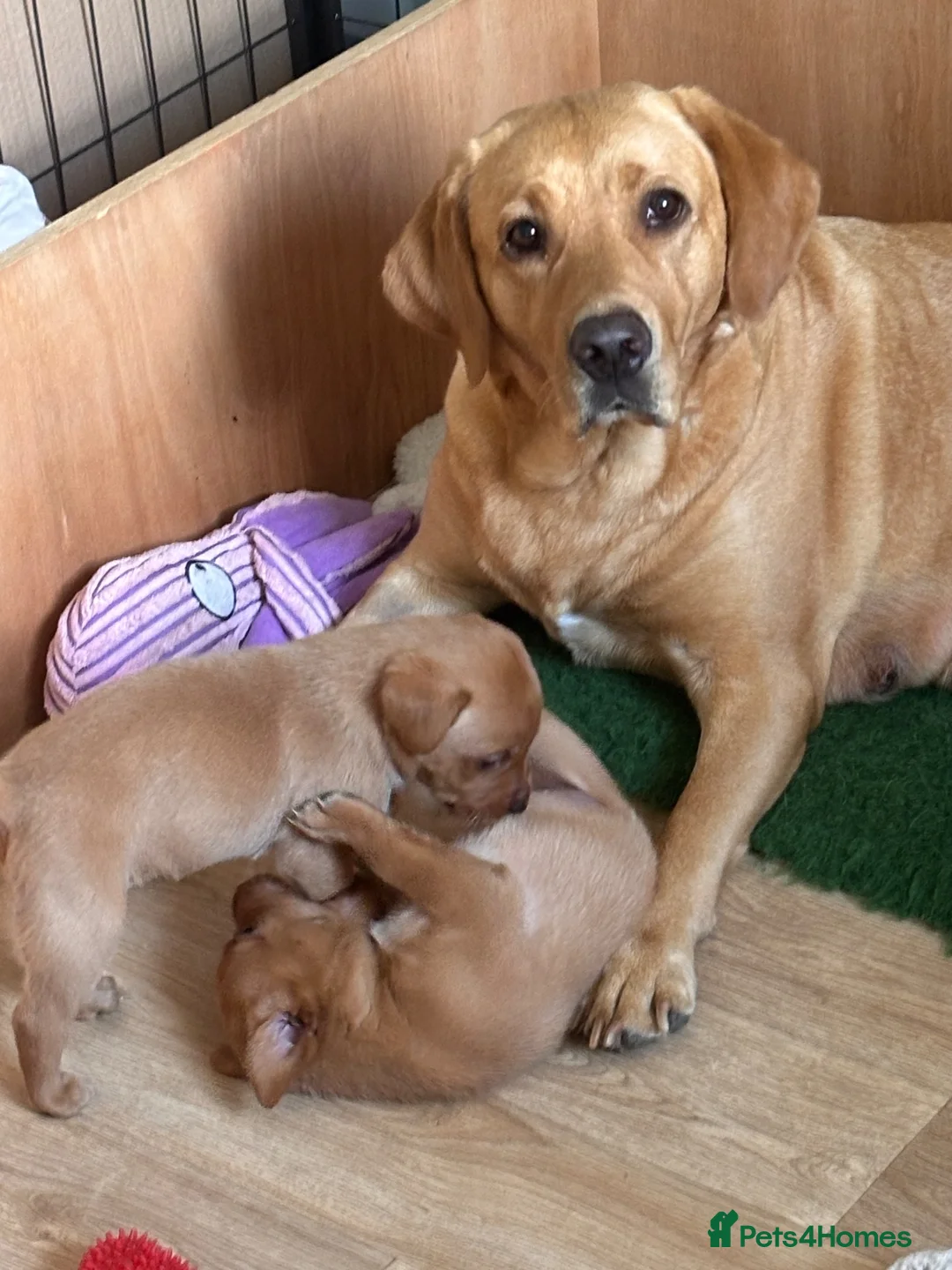 Labrador Retriever dogs for sale: KC registered Yellow Labrador puppies - 2 males  in Coleford - Advert 6