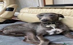 Mixed Breed dogs for sale: Bedlington x whippet puppies - Image 12