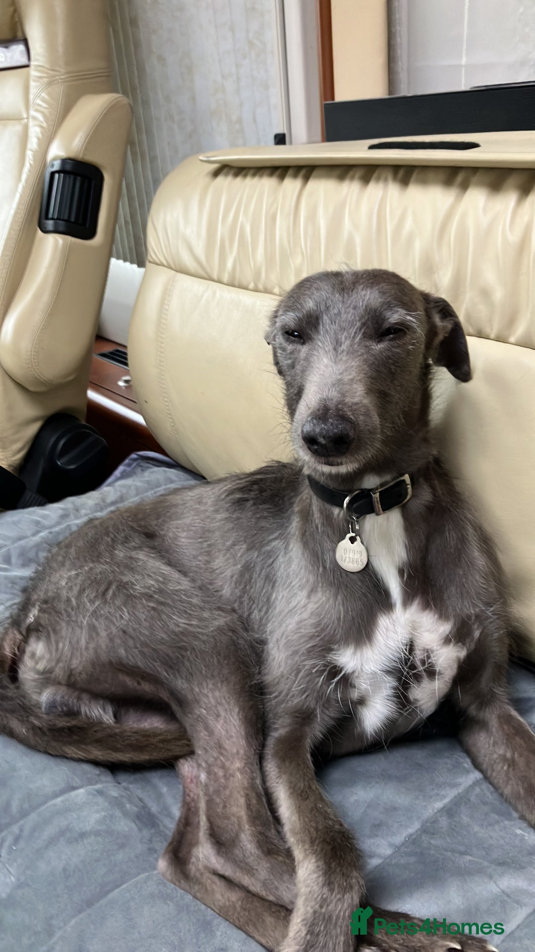 Mixed Breed dogs for sale: Bedlington x whippet puppies - Image 12