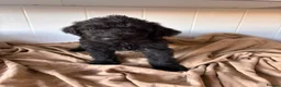 Labradoodle dogs for sale: 🐾 Beautiful Labradoodle Puppies 🐾 - Advert 5