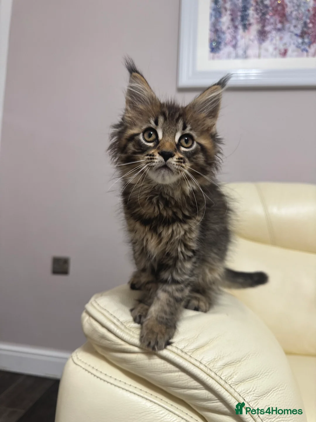 Maine Coon cats for sale: MaineCoonKitten🏆20+gen🧬Outstadning Full Pedigree - Advert 11