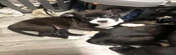 Mixed Breed dogs for sale: 3 Female Staffordshire Bull Terrier  in Manchester - Advert 7