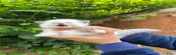 Ragdoll cats for sale: Beautiful Pure Blue Point Ragdoll  - Advert 23