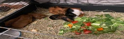 Guinea Pig rodents for sale: Baby Guinea Pigs. Male & Female pairs - Advert 4