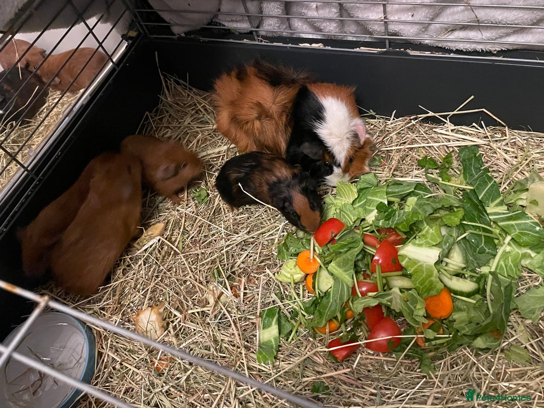 Guinea Pig rodents for sale: Baby Guinea Pigs. Male & Female pairs - Advert 4