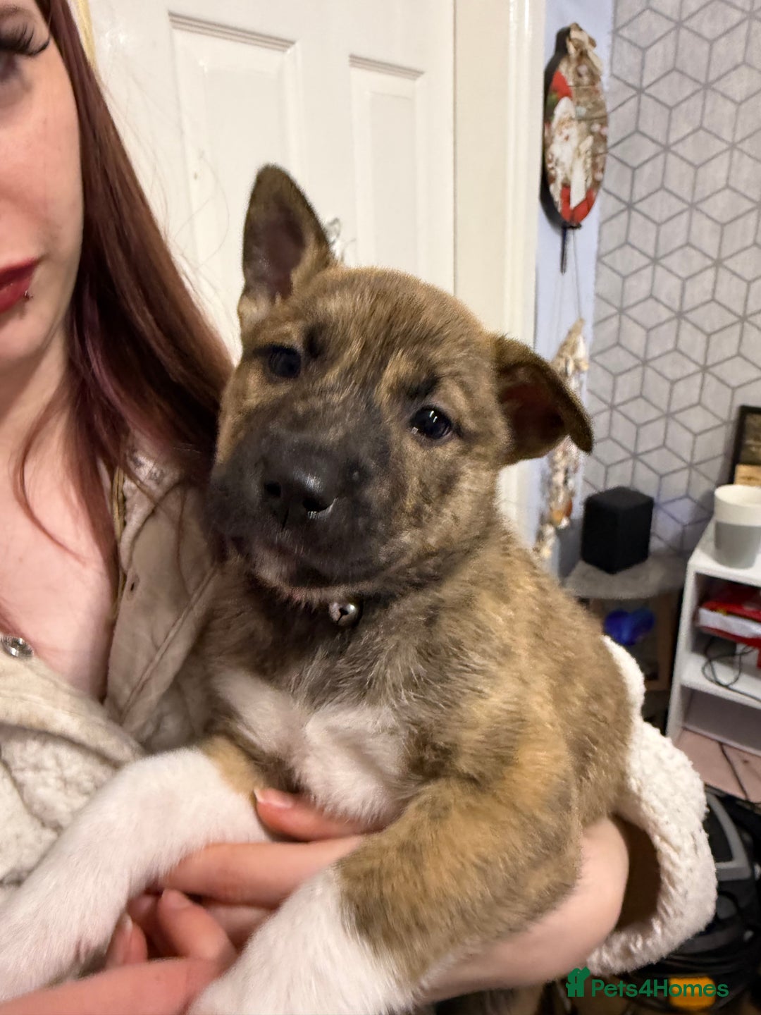 Mixed Breed dogs for sale: Malamute x puppies - Advert 10