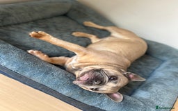 French Bulldog dogs for sale: French bulldog girl for rehome - Advert 1