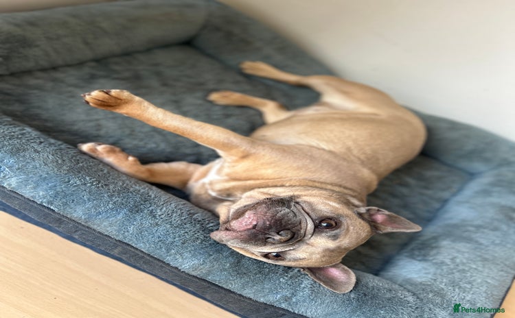 French Bulldog dogs French bulldog girl for rehome - Advert 2