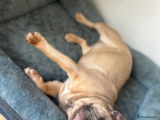 French Bulldog dogs French bulldog girl for rehome - Advert 2