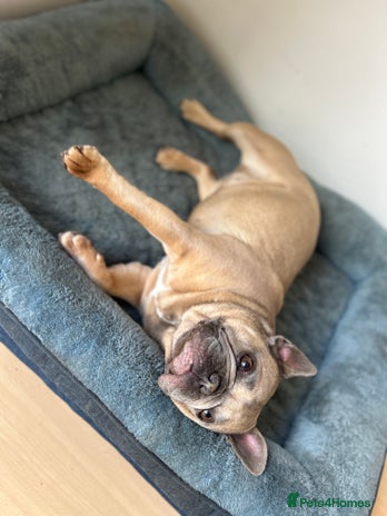 French Bulldog dogs French bulldog girl for rehome - Advert 1