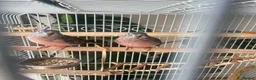 Parakeets birds for sale: Bourke parakeet  in West Molesey - Advert 2