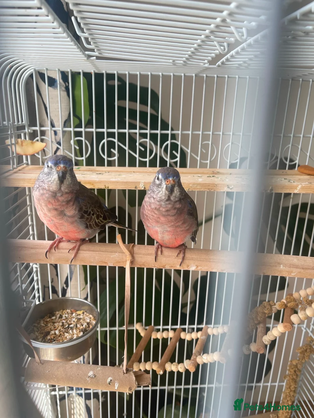 Parakeets birds for sale: Bourke parakeet  in West Molesey - Advert 2
