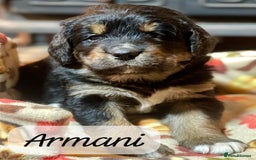 Bernedoodle dogs for sale: Beautiful Bernedoodle babies  - Advert 26