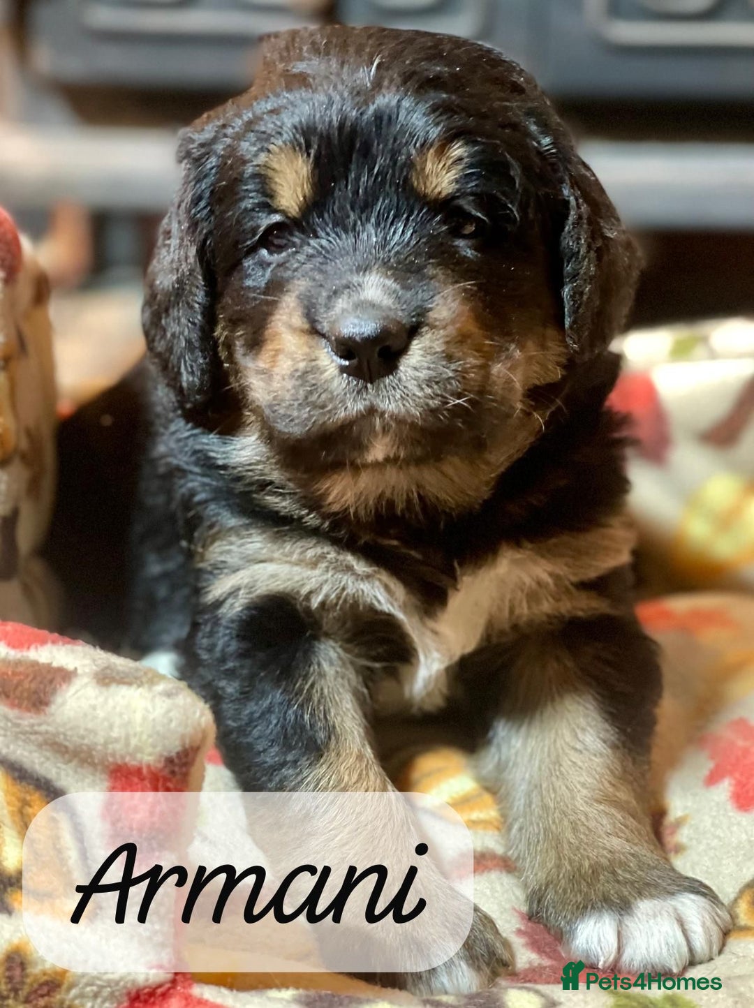 Bernedoodle dogs for sale: Beautiful Bernedoodle babies  - Advert 26