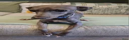 Italian Greyhound dogs for sale: 4 italian greyhound puppies  - Advert 2