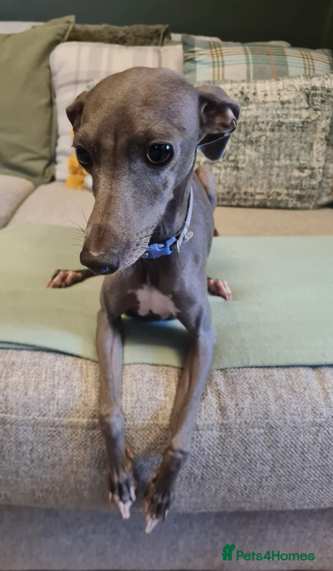 Italian Greyhound dogs for sale: 4 italian greyhound puppies  - Advert 2
