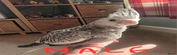 Cockatiels birds for sale: Very friendly tame, handreared baby cockatiels in March - Advert 2
