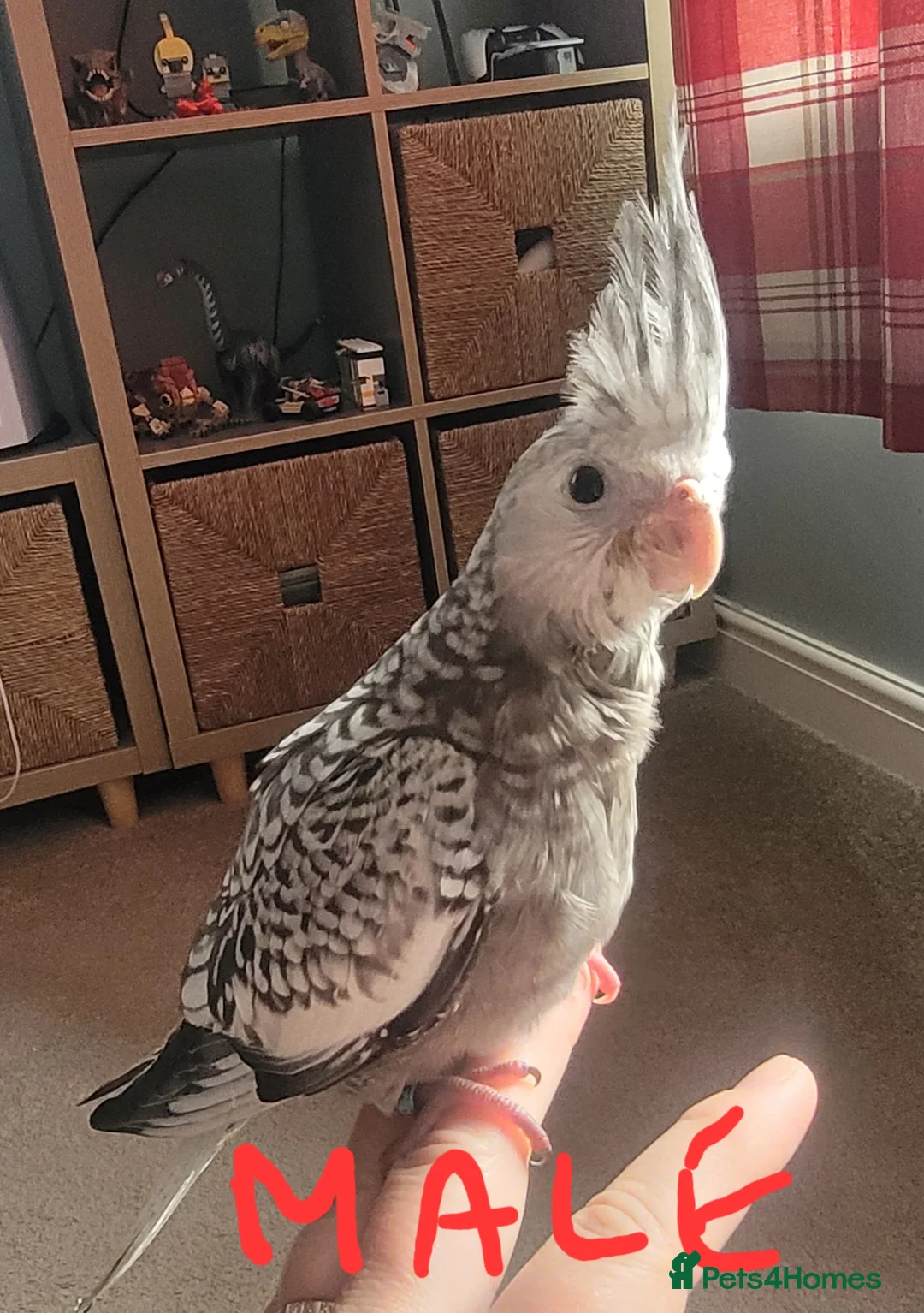 Cockatiels birds for sale: Very friendly tame, handreared baby cockatiels in March - Advert 2
