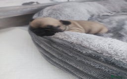 French Bulldog dogs for sale: French bulldog puppy  - Image 10