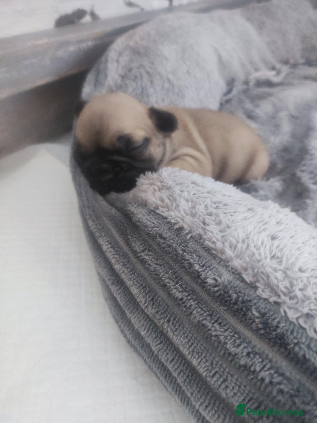 French Bulldog dogs for sale: French bulldog puppy  - Image 10