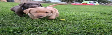 Labrador Retriever 5