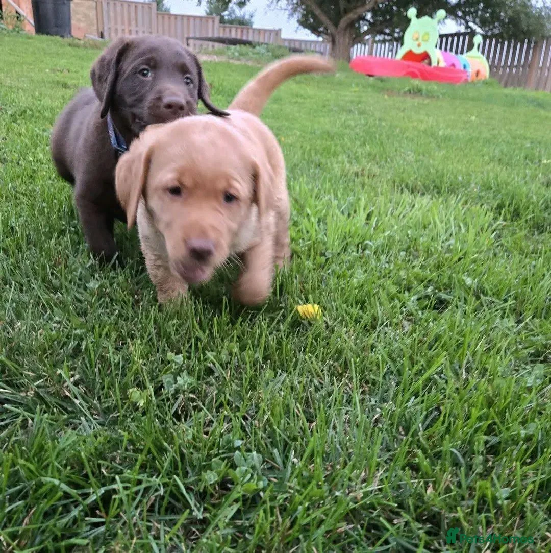Labrador Retriever dogs for sale: ONLY 3 LEFT Labradors in Bath - Advert 7