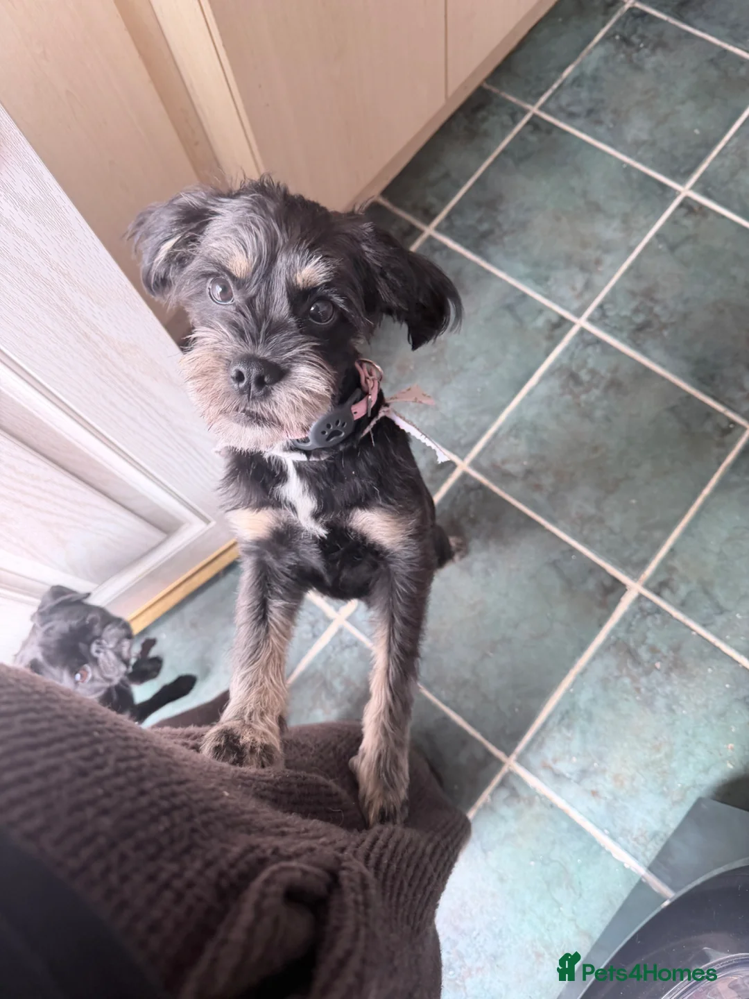 Mixed Breed dogs for sale: Shorkie  - Advert 5