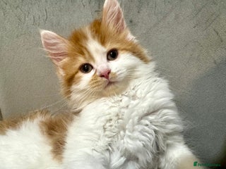 Mixed Breed cats Maine Coon Mix Kittens Looking for Loving Homes ❤️ - Advert 9