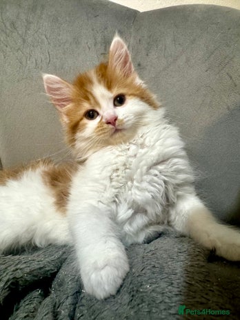 Mixed Breed cats - Advert 4