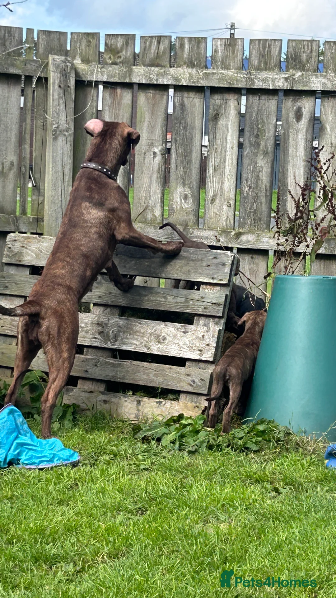 Mixed Breed dogs for sale: 3 aborable pups looking for there forever homes  - Advert 2