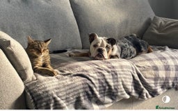 English Bulldog dogs for sale: 3 year old English bulldog  - Image 4