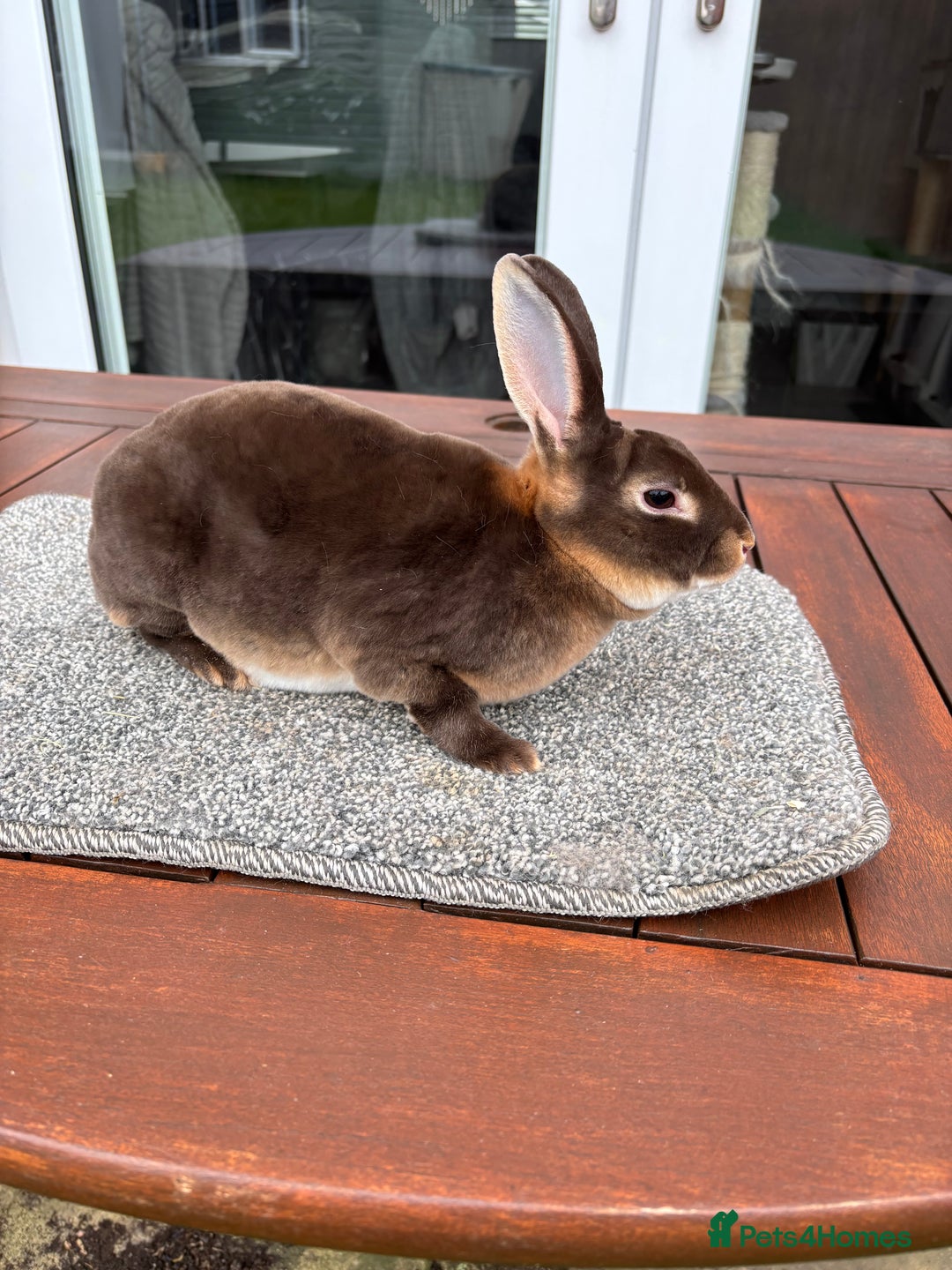 Rex rabbits for sale: Stunning purebred chocolate otter mini rex buck - Advert 4