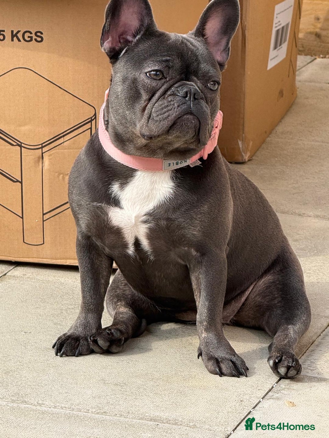 French Bulldog dogs for sale: Frenchie for new home - Image 1