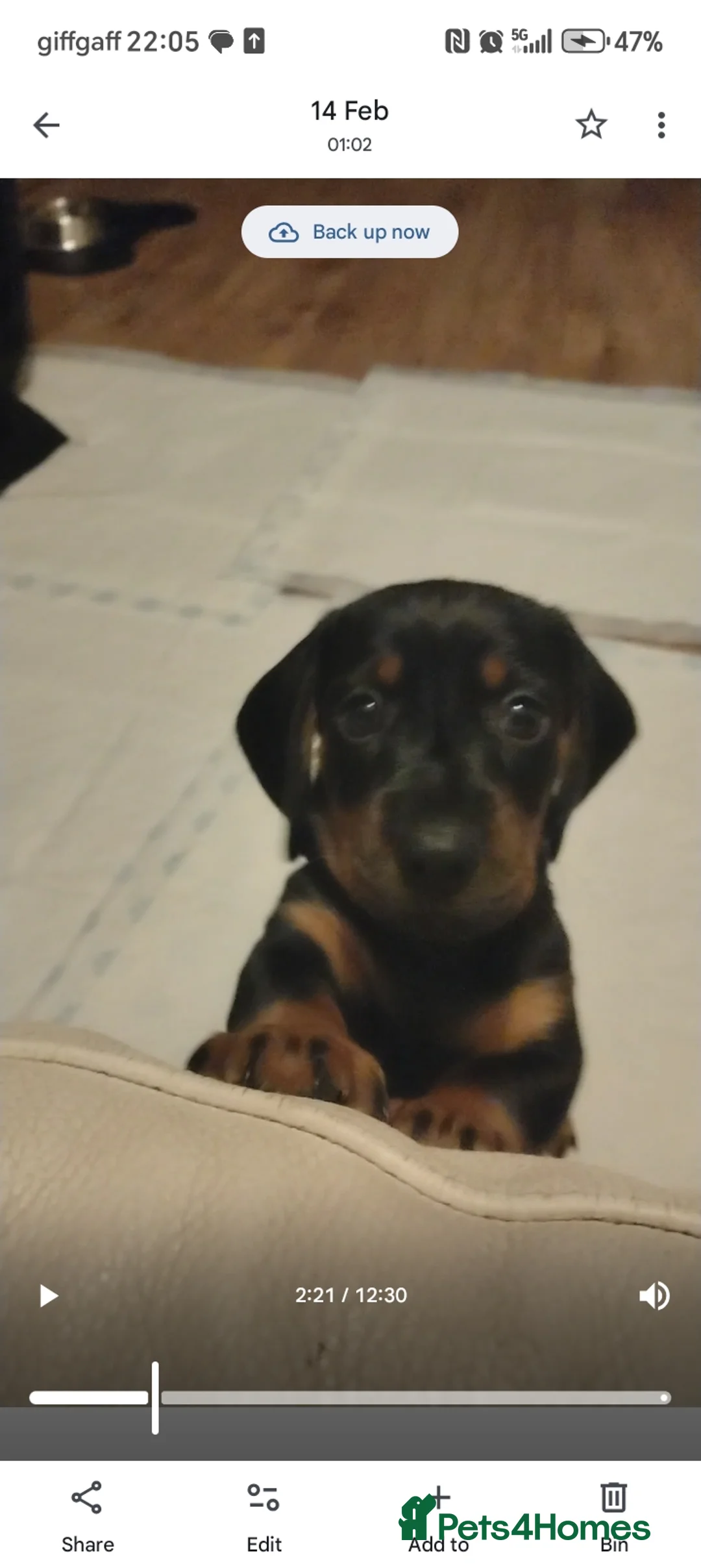 Dachshund dogs for sale: Dachshund Miniature  - Advert 8