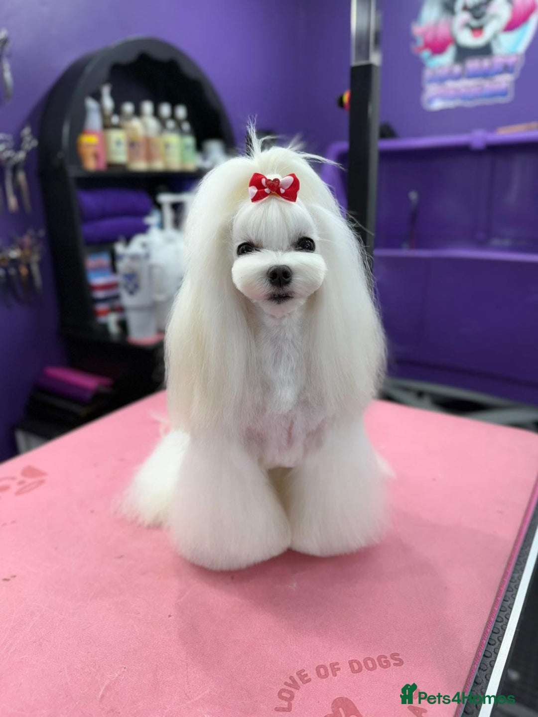 Maltese dogs for sale: Pedigree Maltese from Champion parents  - Advert 2