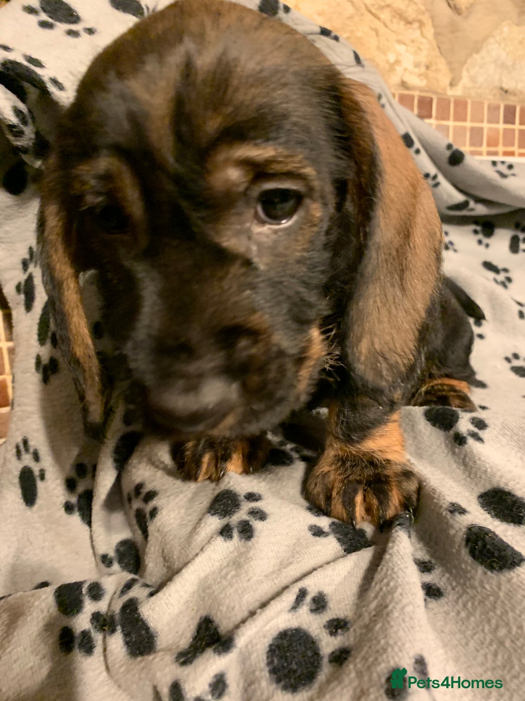 Dachshund dogs for sale: Standard wirehaired dachshund  - Advert 24