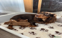 Cocker Spaniel dogs for sale: KC REG Outstanding pedigree Working Cocker Spaniel - Image 12